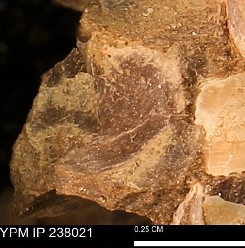 Protocardia subquadrata