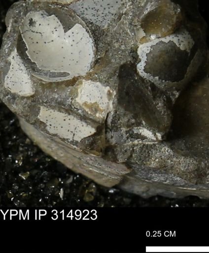 undet. Bivalvia
