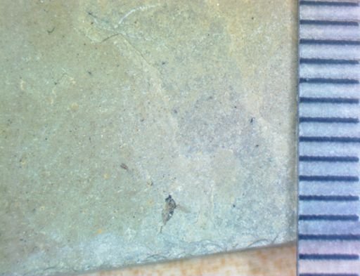 Diptera?