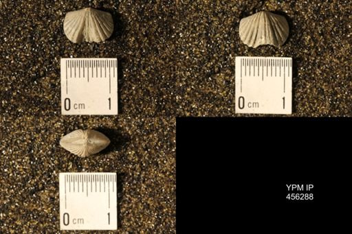 Platystrophia biforata