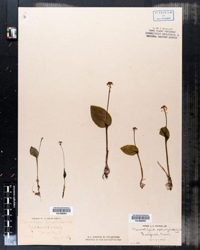 Microstylis ophioglossoides