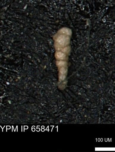 Verneuilinoides kansasensis