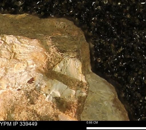 undet. Mollusca