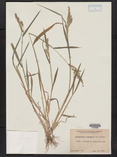 Echinochloa crus-galli
