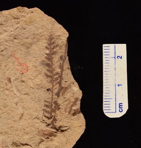 Cladophlebis sp.