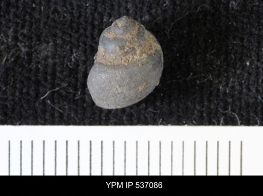Viviparus montanaensis