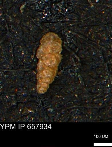 Verneuilinoides kansasensis