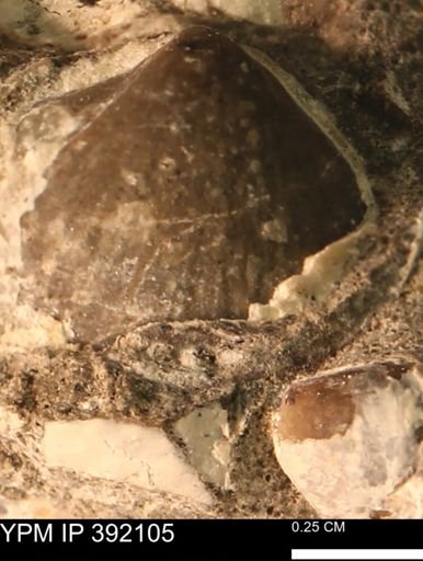 Protocardia sp.