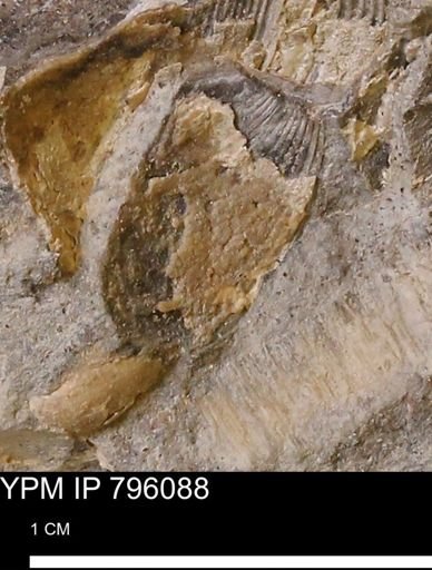 undet. Bivalvia