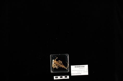 Phrynosoma cornutum