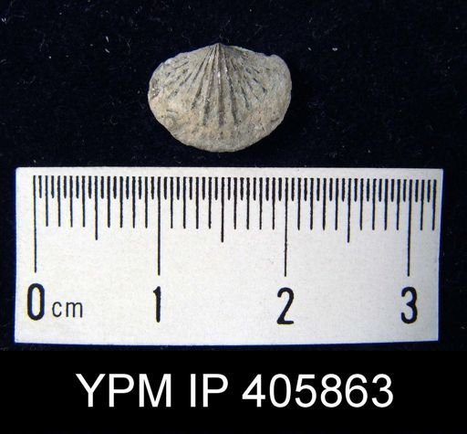 Anoplotheca hemispherica