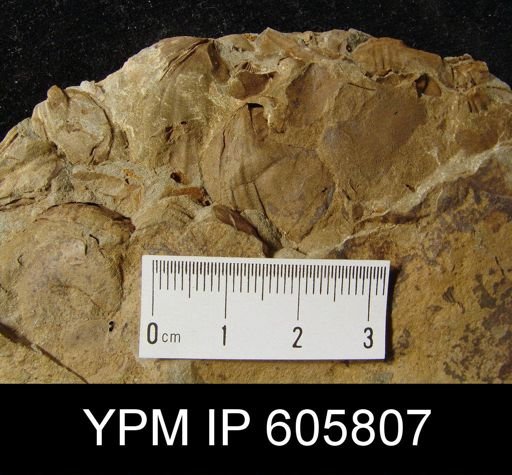Leiorhynchus sp.