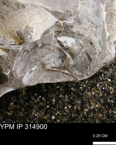 undet. Mollusca