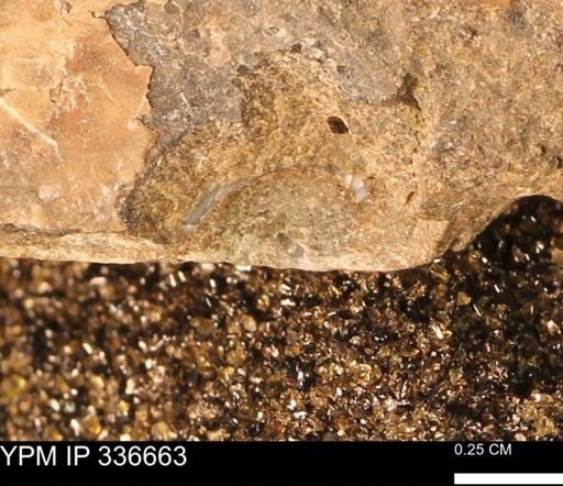 undet. Mollusca
