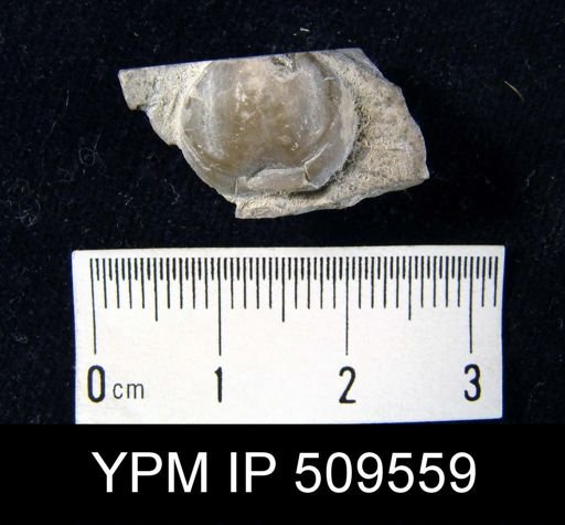 Pentamerus oblongus