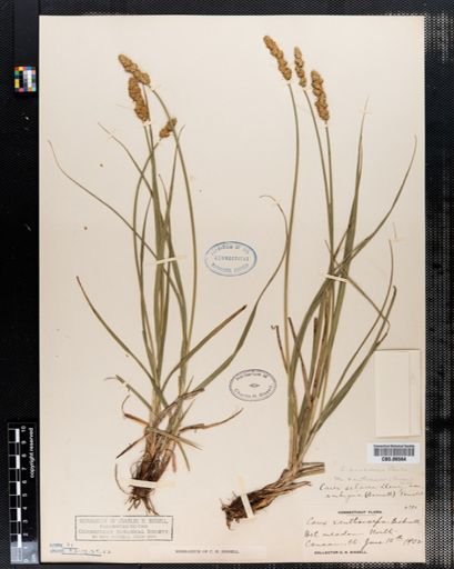 Carex annectens