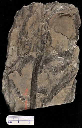 Drepanophycus spinaeformis