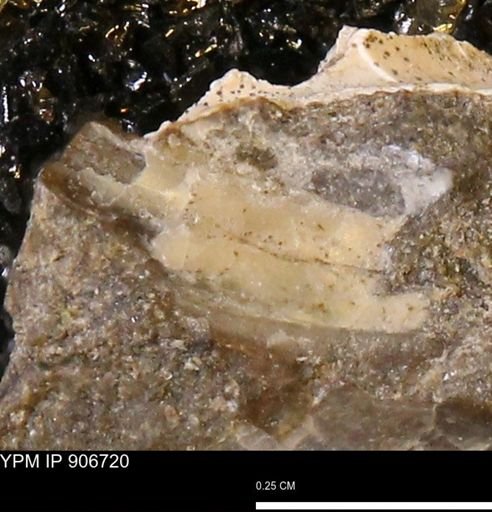 undet. Mollusca