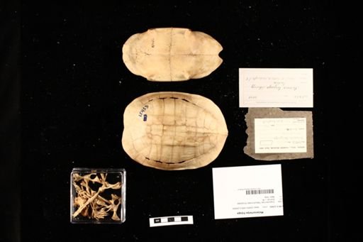 Melanochelys trijuga