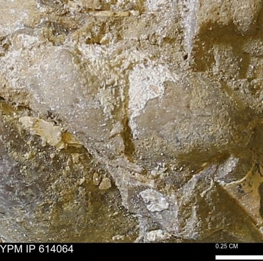 undet. Mollusca
