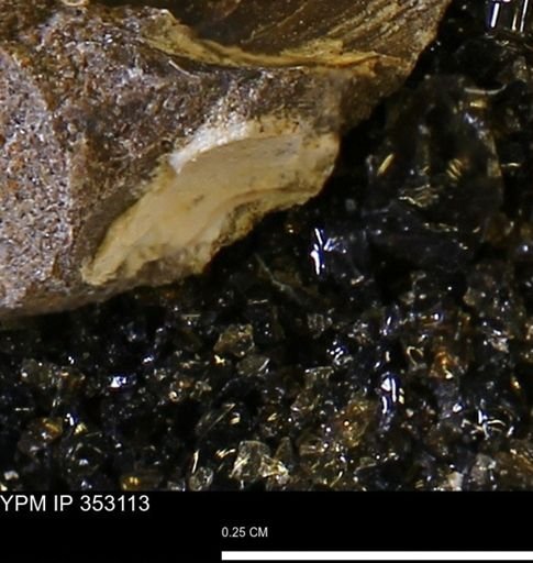 Limopsis striatopunctatus