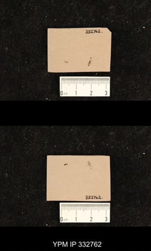 undet. Hexapoda
