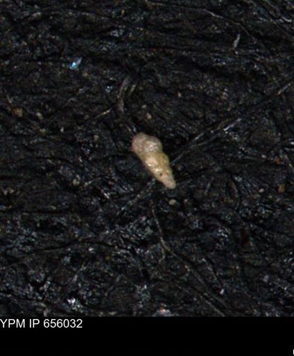Verneuilinoides kansasensis