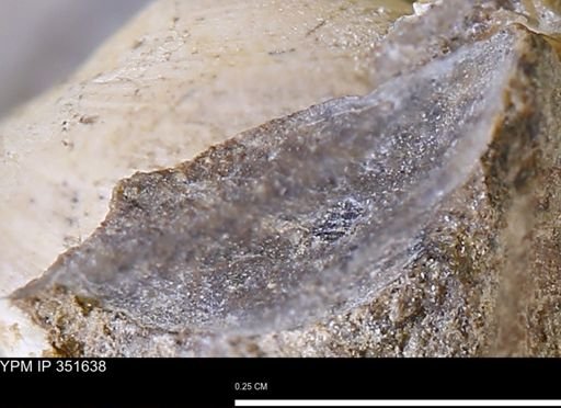 Limopsis striatopunctatus
