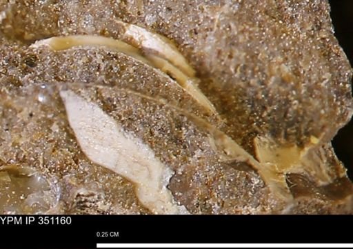 undet. Mollusca