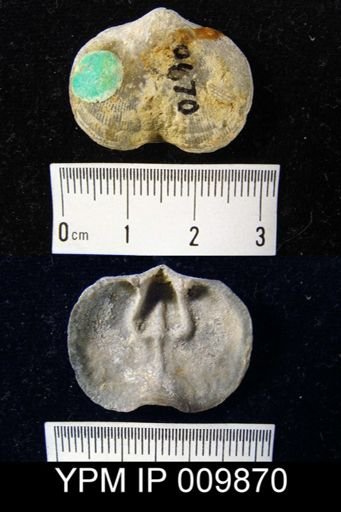 Schizophoria impressa