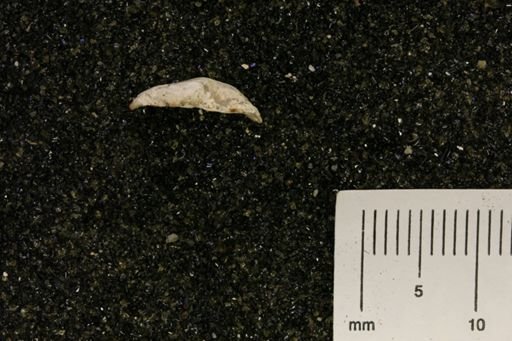 Hiatella arctica