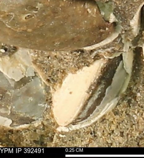 Protocardia subquadrata