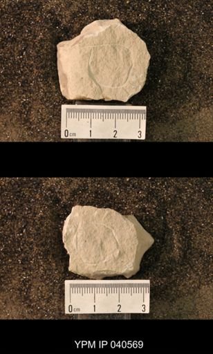Hexapoda