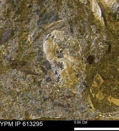 Scaphites sp.
