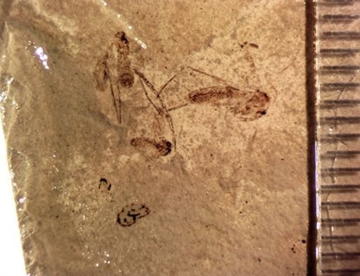 undet. Diptera