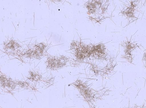 Cliona sp.