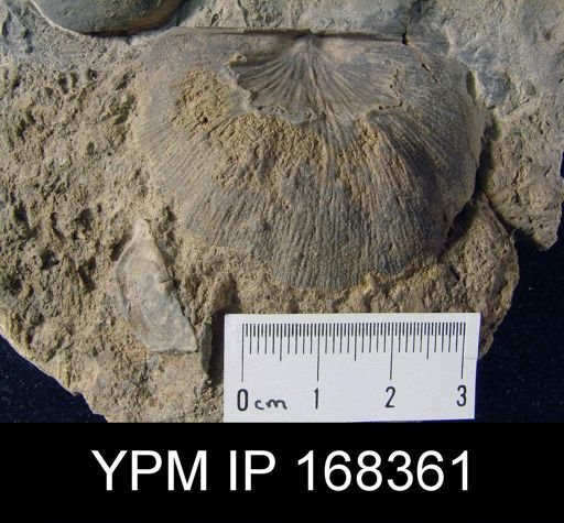 Strophonella sp.