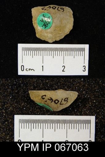 Stropheodonta canace