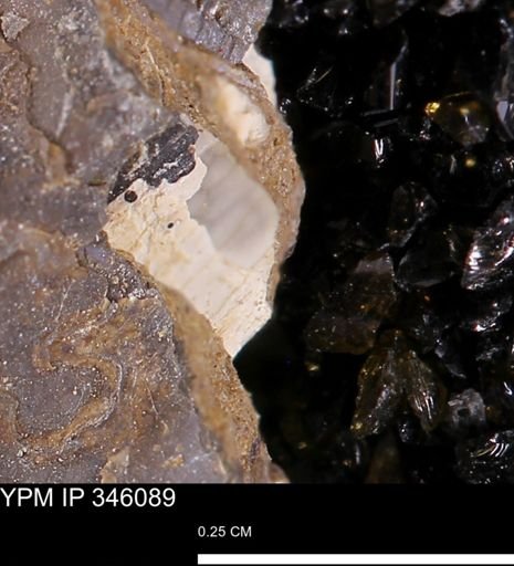 undet. Bivalvia