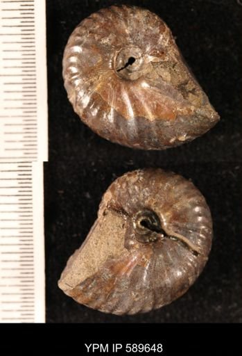 Hoploscaphites comprimus