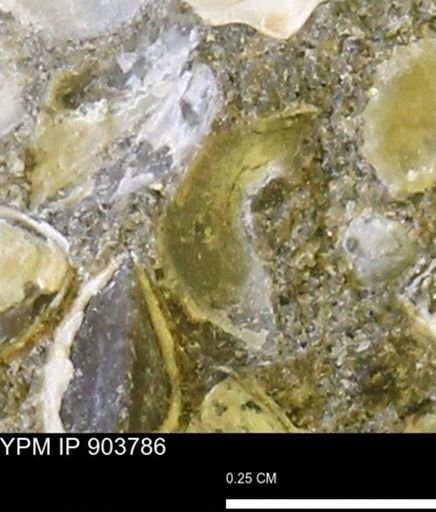 undet. Mollusca