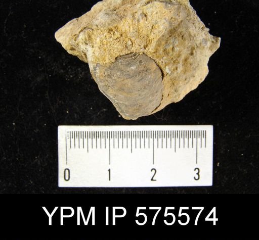 undet. Rhynchonelliformea