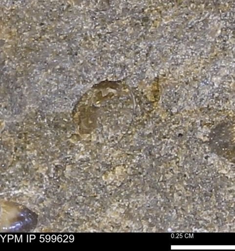 Protocardia subquadrata