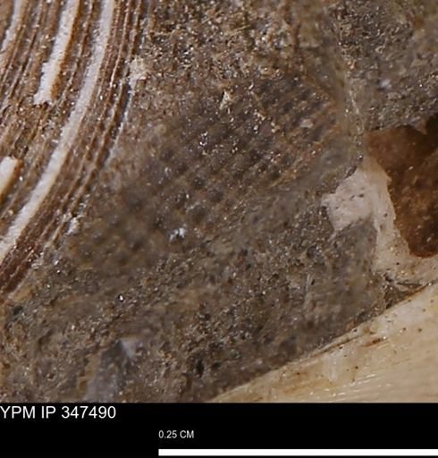 undet. Bivalvia