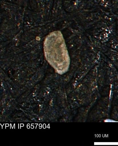 Spirolocammina planula