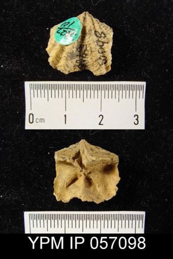Delthyris perlamellosa