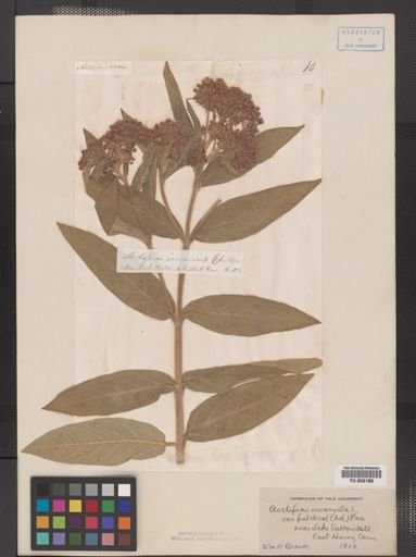 Asclepias incarnata