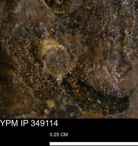 undet. Scaphopoda
