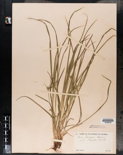 Carex jamesii