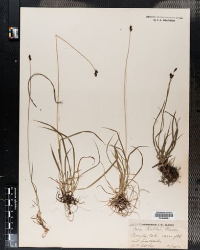 Carex meadii